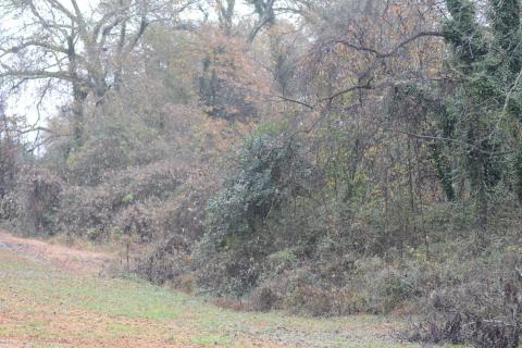 Pictured is the wooded plot of land adjacent to the Hart Co. Health Dept., the site of a planned 33-home residential development along North Forest Avenue. 