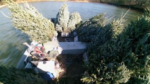 A boat is loaded with Christmas trees to be sunk in Lake Hartwell near Sadlers Creek State Park for fish and insect habitats.
