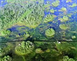 An aerial photo of Georgia's Okefenokee Swamp. Photo credit: Shutterstock, Inc.  