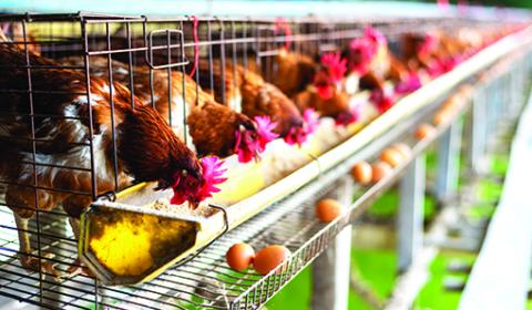According to data from the U.S. Department of Agriculture, the current crisis of avian flu, or more commonly known as bird flu, is the worst on record with over 58 million chickens culled due to the infection. 