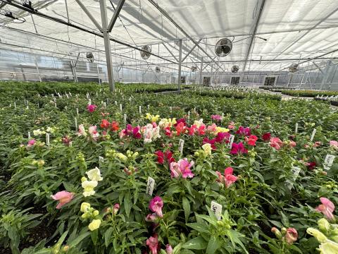 The Hart County FFA will be hosting their annual plant sale on  Wednesday, April 5 from 9 a.m. to 6 p.m. at Hart County High School (HCHS). The one-day sale will be held in the newly constructed greenhouses across the street from HCHS on Campbell Drive.