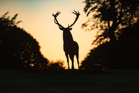 Photo by Diana Parkhouse