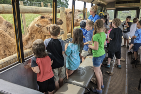 Lake Hartwell Safari is home to over 300 animals, including camels and zebras. 
