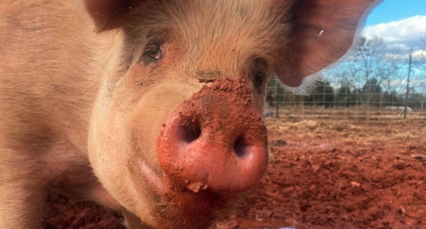 Webster living his happily ever after at Outsiders Animal Farm in Bowersville. 