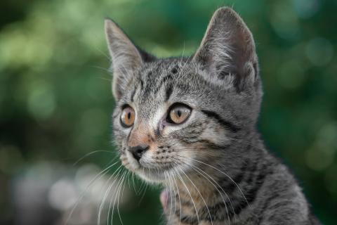 Photo by Adél Grőber