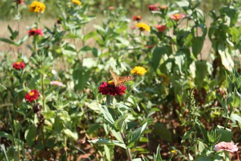 At the ‘4th on the Farm’ event last Saturday at Big Hart Farm, a butterfly lands on a zinnia following its release. Over 700 patrons attended the event which celebrated its second year. 