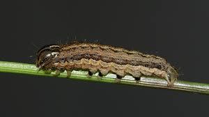 Hart County’s grasslands are under siege from army worms this summer.  
