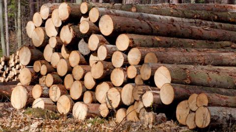 The demand for timber is on the decline. As a result, prices for wood are down to levels not seen since the 1970s.