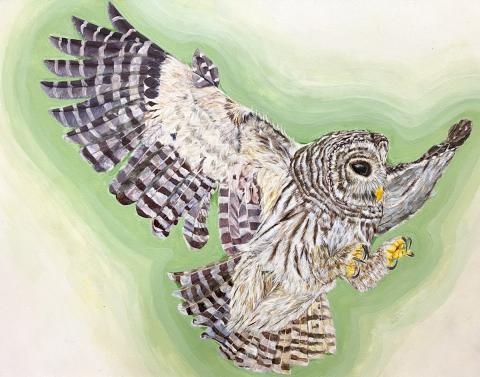 2024 YBC T-shirt Art Contest Middle School and Grand Prize Winner: Barred owl by Aleena Huang, 13, of SKA Academy of Art and Design in Duluth.