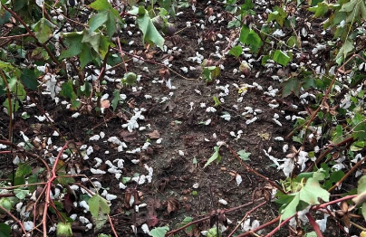 While crops in Hart County saw minimal damage from Helene, cotton crops in Bulloch County were completely destroyed. 