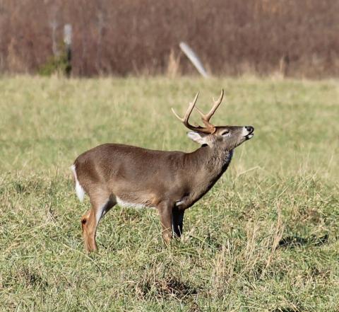 Primitive weapons deer hunting season begins Sat., Oct. 12 in Hart County. 