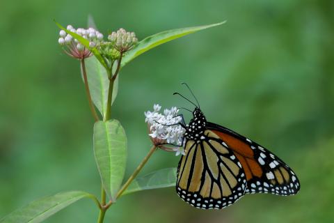 A group called MOVERS is requesting the pubic’s involvement in reported sightings of monarch butterflies like the one seen above. 