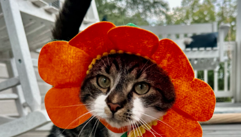 Dewy tolerates the many pet hats/headpieces I often find and can’t resist putting on her for a little photoshoot. 