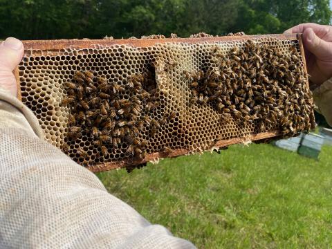 Monroe Brown holding a large frame with honey comb covered in bees. The honeycomb is filled with honey. (Photo/Susan Culver)