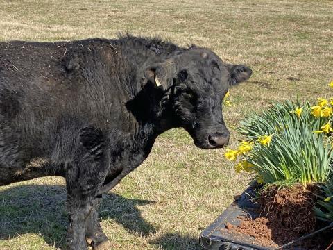 Last year a neighbor’s bull “supervised” my digging daffodils to be transplanted on our farm. When the flowers burst through the red dirt this spring, they made me smile. (Photo/Nesmith)