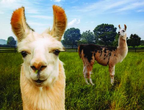 When our five llamas’ ears are standing at attention, it’s a signal that something’s up or someone is coming to visit. Curious George’s and Roscoe’s ears were telling the truth. Photographer Tom Thon was coming to take this photo. (Submitted by NeSmith)