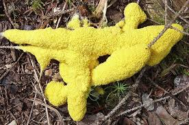 Example of slime mold (Photo submitted by Sierra Burke)