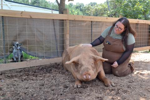 Outsiders Farm and Sanctuary co-founder and CEO Corrine Baker kneels next to Ludo, a Yorkshire pig weighing over 800 pounds, as Benji, a goat, observes from a neighboring pen. In addition to nearly 350 pigs, the sanctuary is home to 100 other animals, including cows, goats, geese, ducks, chickens, guinea pigs, rabbits, dogs and cats. (Photo/Adriana Cascio)