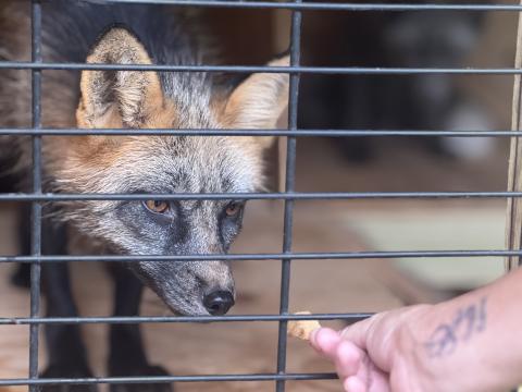 Founder JohnieSue Thurman holds out a treat for Felix, a newly arrived male fox. After four days of acclimation, Felix remains shy and adverse to human contact, often hiding in the back of the covered side of the fox enclosure. (Photo by Adriana Cascio)