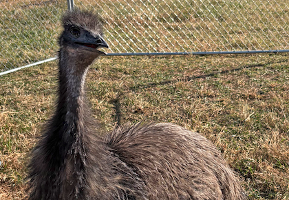 When Hallie stretches her neck, she’s as tall as I am. Our neighbor Clyde Jones says the 8-month-old emu is still growing. Our mule, Maggie and the other pasture neighbors aren’t quite sure what to think about the 6-foot stranger.