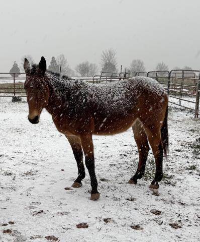 Among all of our pasture “pets,” Maggie is the queen. More than 20 years ago, I bought the red mule with black stockings from my friend and farrier, Eddy McFarlin. This week, Maggie got dusted with snow. And when I called her, the queen trotted to the barn for a handful of sweet-feed reward. Photo by Dink NeSmith.