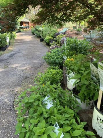 The Hart County Botanical Garden will hold its  Annual Spring Plant Sale Saturday, April 11 from 9 a.m. to noon for garden members and from noon to 3 p.m. for the public. Photo submitted by Maggie Jackson. 