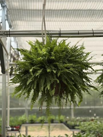 Hart County High School's FFA Spring Plant Sale will be held Friday, April 3 from 8:30 a.m. to 6:30 p.m at the HCHS Greenhouse, located at 284 Campbell Drive. Photo submitted by Grayson Williams. 