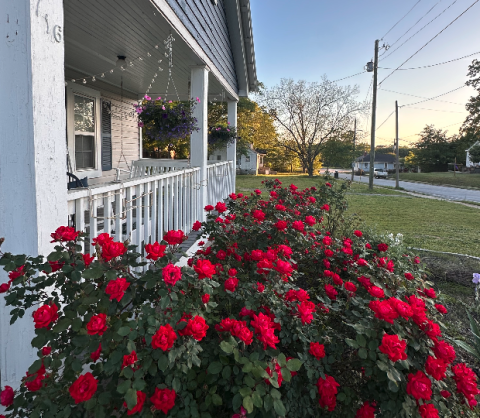 While I admittedly neglected my "garden" more than I should have last year, my knockout roses showed out throughout the season. Come mid-April, I'm hoping they'll look just like this again. Photo by Rose Scoggins.