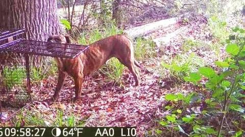 Trail cameras off of Elberton Highway captured photos of the two dogs above, who are part of an active investigation  by Hart County Animal Control involving killed livestock. Anyone with information on the dogs should contact the animal control office, through the sheriff's office, at 706-376-3114. Photo courtesy of Hart County Animal Control.