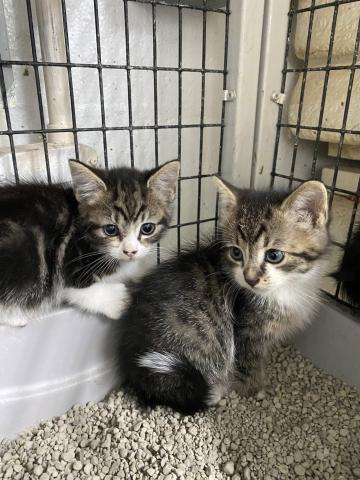 Nearly three years ago, this adorable photo of my cat, Dewy (right), then a kitten, caught my eye on my Facebook feed and I was smitten. Many cute photos of kittens needing loving homes can be found online this kitten season. Photo by the Elberton Police Department Animal Control.