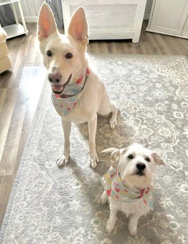 Zeus, a white German Shepherd, and Blaine, a jackapoo, have been members of the Linton family for the past six years. Zeus passed away in early September after being diagnosed with  Degenerative Myelopathy last year. Photo courtesy of Madison Linton. 
