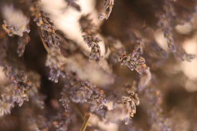Living in the Lavender at Red Oaks Lavender Farm 