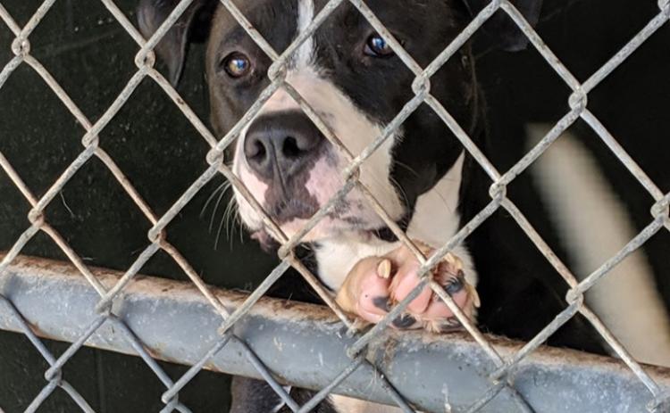 Photo submitted — The Northeast Georgia Animal Shelter is one of six organizations involved in a massive fundraising event called the Weekend of Hart. The shelter’s mission is to find loving homes for as many dogs and cats as possible in Hart and Franklin Counties, like the pooch pictured here at the shelter.