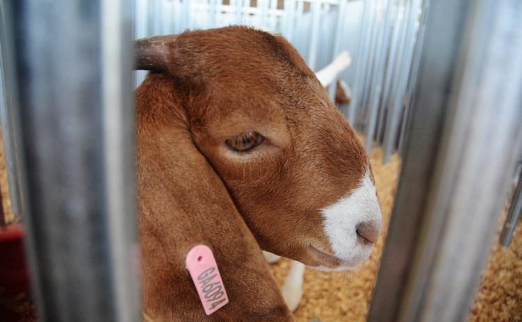 Sunshots by Michael Hall — A goat peers through the fence at the Straight from the Hart EMC Goat Show on Aug. 3 at the Hart County AgriScience Center.