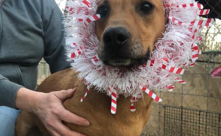Photo submitted — Hart County Animal Rescue, which seeks to aid homeless pets like this festive pooch, is taking donations to help them build a fence at a property on which it has future plans to build a shelter kennel.
