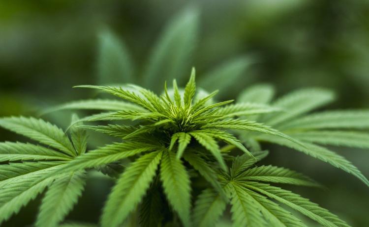 A Democrat in the House has state cannabis laws, marijuana, in her sights for the new session.