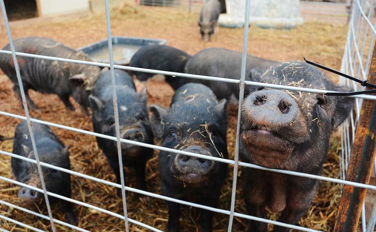 Sunshot by Michael Hall - Pot-bellied pigs removed from a house in Upson County where they were being mistreated stick their snouts through the fence at Outsiders Farm and Sanctuary in Hart County.