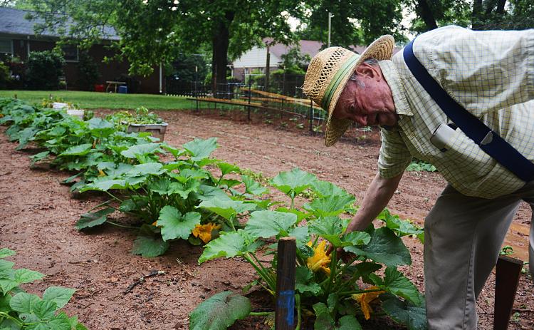 Sunshot by Michael Hall — John Milner shows off a zucchini squash bloom in his Hartwell garden. Milner, a former plant protection inspector for the USDA and an entomologist, has poured his efforts into his garden during the COVID-19 pandemic quarantine.