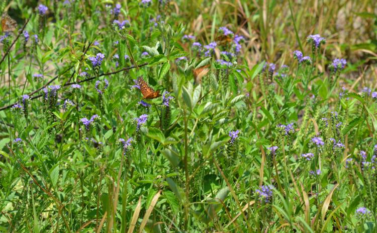 Photo submitted - An Atlanta-based program is expanding statewide to promote methods to boost native pollinators around Georgia.