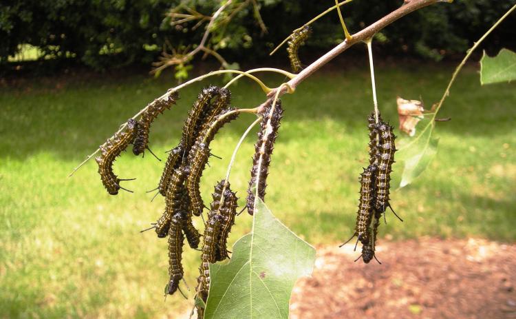 Photo submitted — Orange-striped oak worms eat leaves on a tree. The worms have been decimating foliage on trees around Hart County recently.