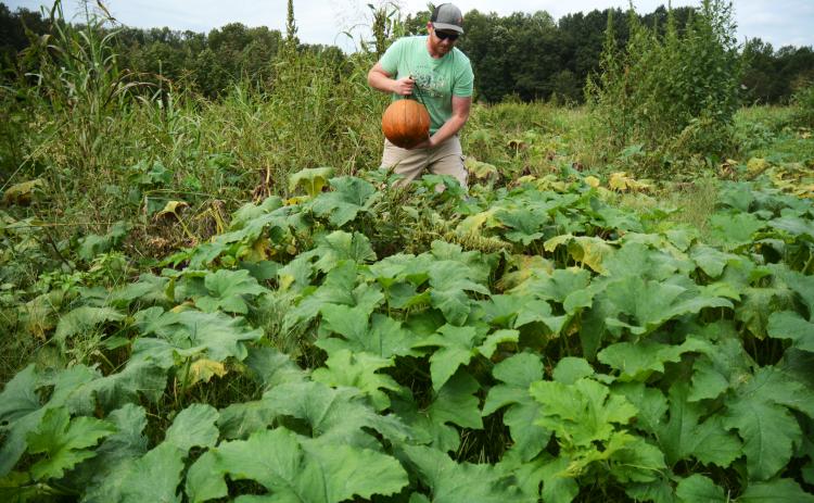 Sunshots by Michael Hall Dustin Smith, of Smith’s Farm, at the top, picks a ripe pumpkin from his patch.