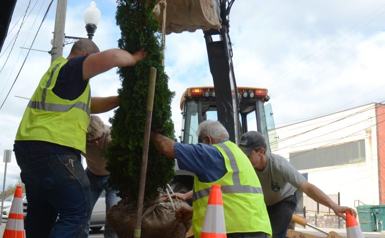 Above, are city employees Dante Clark, left, Mark Wise of the Georgia Forestry Commission, and city employees Butch Nadeau and Josh Chapman, put a DeGroot’s tree in the ground.