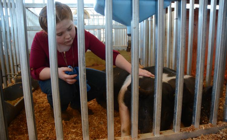 10-year-old Emma Bennett, of Stephens County, pets her pig named Killing Me Softly.