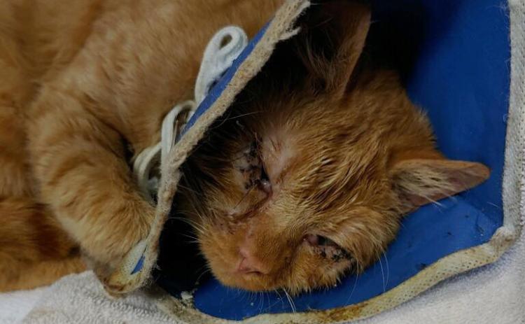 Photo submitted - A cat taken from a home on Cunningham Drive following an arrest on aggravated animal cruelty charges is shown.