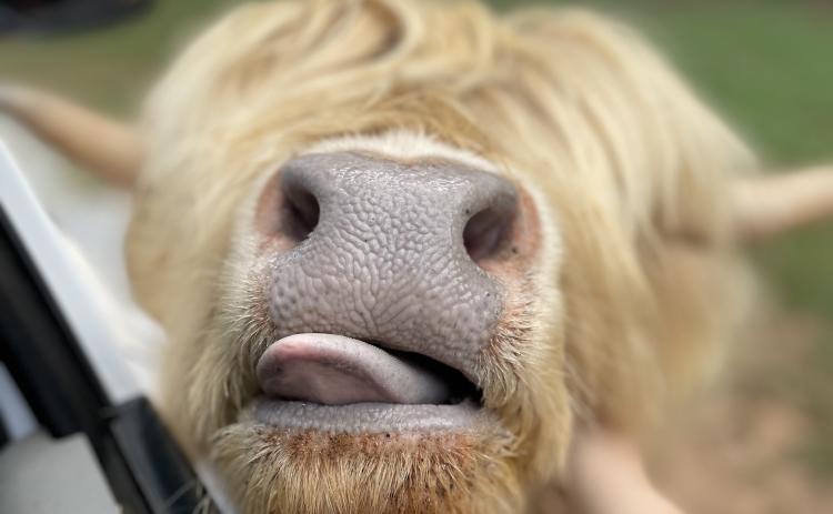 Blondie the Scottish Highland cow is ready for her close-up.