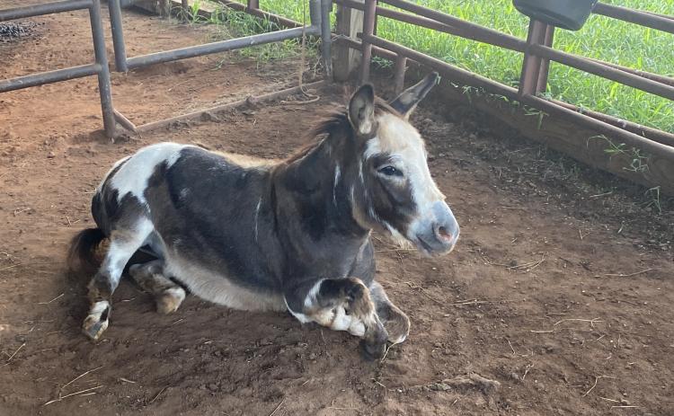 Photo submitted Spanky takes a breather after his Sunday-night escape and return to the barn.