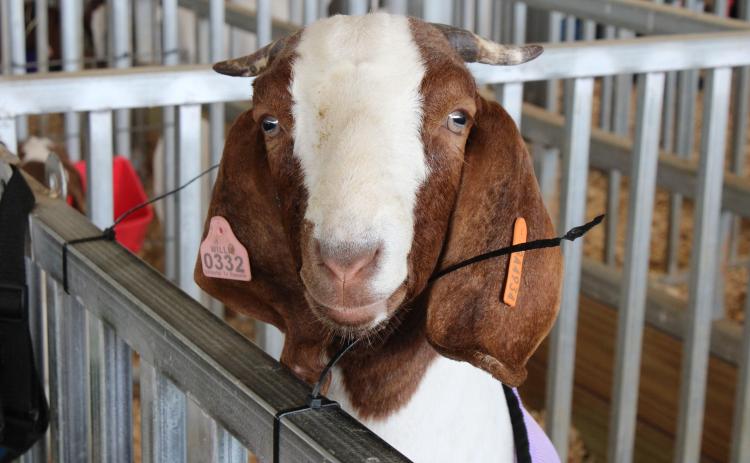 Photo submitted A goat poses for a shot outside the showroom on Saturday.