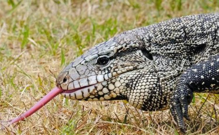 The Argentine black and white tegu.