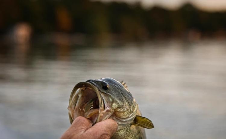 Photo Credit: Jeff Vanderspank