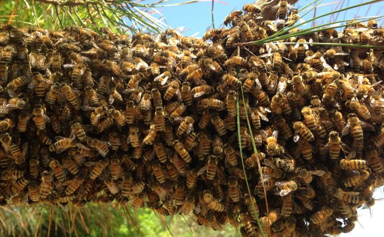 A swarm of bees clustered on a tree branch is not an uncommon sight this time of year if you know where to look.